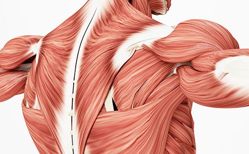 人體成分分析儀