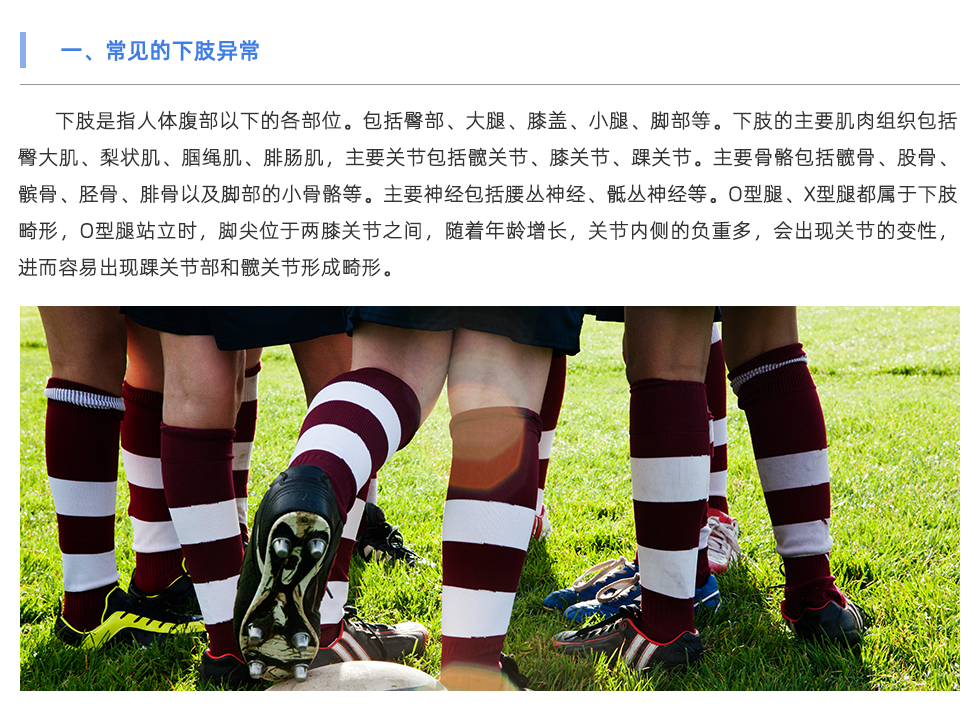 下肢是指人體腹部以下的各部位。包括臀部、大腿、膝蓋、小腿、腳部等。下肢的主要肌肉組織包括臀大肌、梨狀肌、腘繩肌、腓腸肌，主要關(guān)節(jié)包括髖關(guān)節(jié)、膝關(guān)節(jié)、踝關(guān)節(jié)。主要骨骼包括髖骨、股骨、髕骨、脛骨、腓骨以及腳部的小骨骼等。主要神經(jīng)包括腰叢神經(jīng)、骶叢神經(jīng)等。O型腿、X型腿都屬于下肢畸形，O型腿站立時，腳尖位于兩膝關(guān)節(jié)之間，隨著年齡增長，關(guān)節(jié)內(nèi)側(cè)的負(fù)重多，會出現(xiàn)關(guān)節(jié)的變性，進而容易出現(xiàn)踝關(guān)節(jié)部和髖關(guān)節(jié)形成畸形。